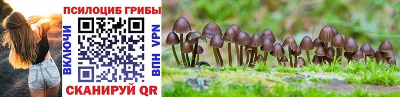 даркнет сайт  Курск  Галлюциногенные грибы Psilocybe 